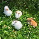 Mimi's Meadow