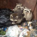 Trash 1