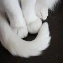 paws passion