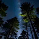 Evergreen Nights