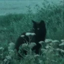 /dehka