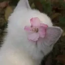 ᴍᴀᴄᴀʀᴏɴ ~ ᴀʀᴛ