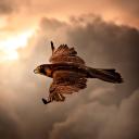 The Hawk Faction