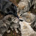 ᵗʰᵉ ʷᵒˡᶠ ᵈᵉⁿ 𓃥☾🐾✧𓃦