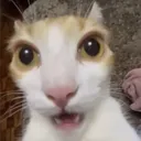 cats hangout