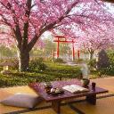 🌸 𝕊𝕒𝕜𝕦𝕣𝕒 𝔾𝕒𝕣𝕕𝕖𝕟