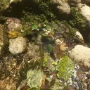 Mangrove Valley