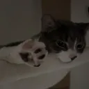 /yumi