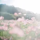 berrybloom (n' groom)