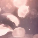 ᴘɪɴᴋ ᴊᴇʟʟʏ