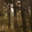 Elderwoods