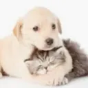 The Pet Shop <3