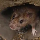 The Sewer