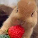 ⋆·˚ ༘ *𝑺𝒕𝒓𝒂𝒘𝒃𝒆𝒓𝒓𝒊𝒆𝒔! ⋆🍓°