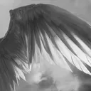 heaven's birds