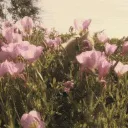 ⋆˚࿔