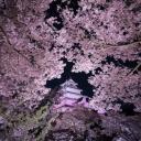 ⸝⸝ ꒰ 𝒄𝒉𝒆𝒓𝒓𝒊𝒆𝒔 𝒃𝒍𝒐𝒐𝒎 ꒱