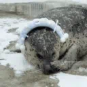 /sillyseals
