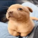 THE REAL PUPPY PAYHUB