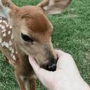 Deer’s forest !!