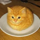 Loaf kittys :3