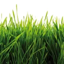 Grass