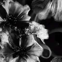 Seraphim