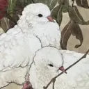The Aviary 𓅆