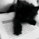 #JALAPENO OT