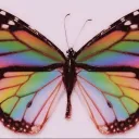 Butterfly Bush discord icon