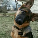 k9 kave