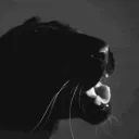 The Kitty's Den discord icon