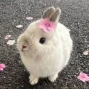 ＊✿❀𝐁𝐮𝐧𝐧𝐲○𝐁𝐮𝐧𝐝𝐥𝐞❀✿＊