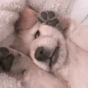 ˖ . ݁𝜗𝜚. ݁₊ Pups n play ˖ . ݁𝜗𝜚. ݁₊