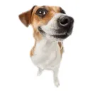 shitpost world discord icon