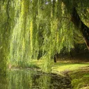 🍃 🍄The Whispering Woods🍄🍃