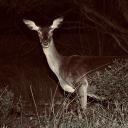 Project CWD
