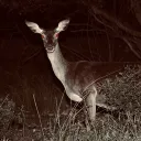 Project CWD