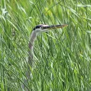 Bird Watchers United