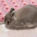 bunny bunny land