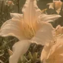 Serene Fandubs