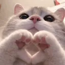 ⁺‧₊˚ ཐི⋆Cαƚiρυηєяαѕ✧˚⋆ཋྀ ˚₊‧⁺ Discord server icon