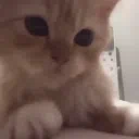 yurki