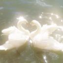 ⊹ ࣪ ˖ Swan Lake ࣪ ˖ ໒꒱