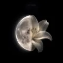 𝐂𝐞𝐥𝐞𝐬𝐭𝐢𝐚𝐥✦