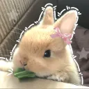 The Bunny Burrow