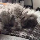 Tokki’s Hangout/streamer server