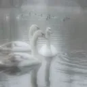 Silver Swans | Sfw