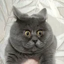 Cats of Chan