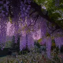 *❀ᴡɪsᴛᴇʀɪᴀ❀*